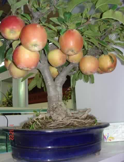 growing fruit trees in containers